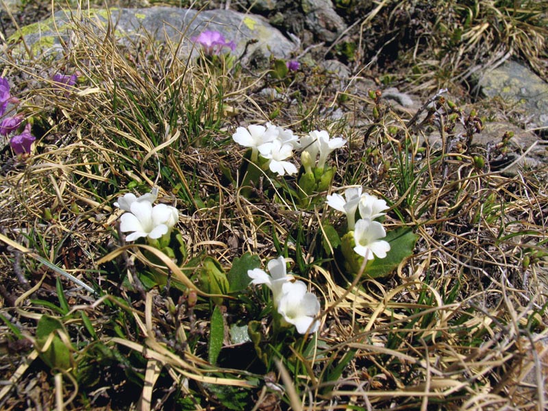 Primula daonensis / Primula di Val Daone.a fiori bianchi